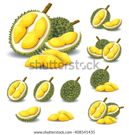 Durian Vector