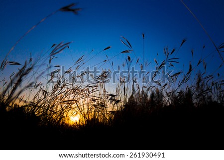 Sun glows through thick grass silhouette against deep blue sky as fine art or abstract background