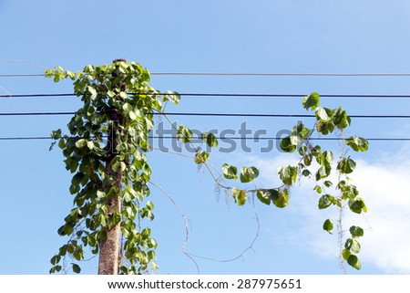 Green creeper plants on a concrete electrical power pole against blue clear sky