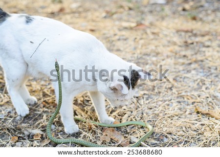 White cat fight green snake in untidy dirty garden, danger.
