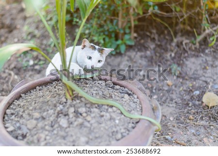 White cat fight green snake in untidy dirty garden, danger.