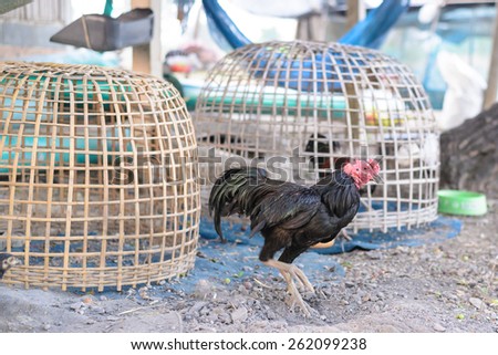 Fighting cock for Gamecock is type of rooster and game fowl for cockfighting.