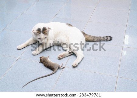 White cat catching and biting mouse, rat in the house