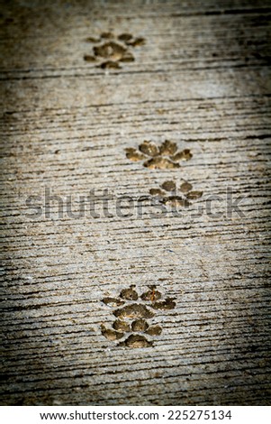 Footstep, The Dog footprint on cement concrete.(Focus at first footprint)