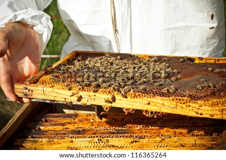 Beekeeper in an apiary holding a frame of honeycomb