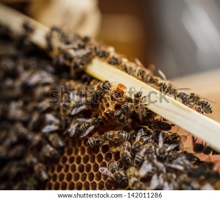 Queen bee birth in queen cups