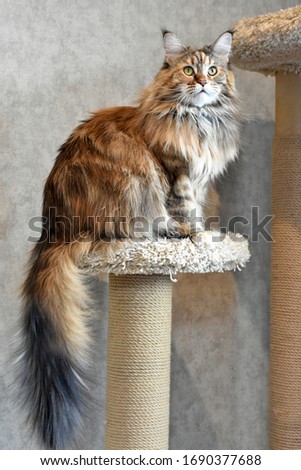 Similar – Image, Stock Photo calico white maine coon cat portrait with copy space