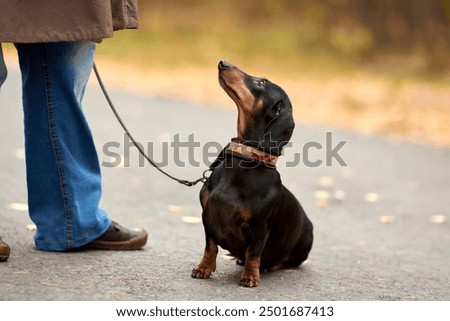 Similar – Image, Stock Photo Shoes on a leash