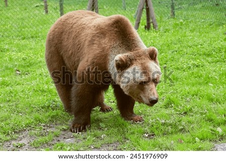 Similar – Foto Bild Tiergatter auf der Alm bei bewölktem Himmel