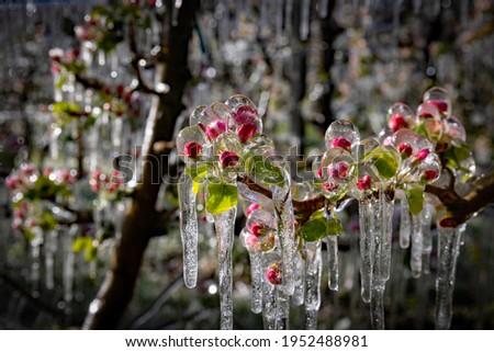 Similar – Foto Bild Eiszapfen am Apfelbaum