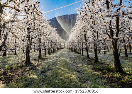 Similar – Foto Bild Eiszapfen am Apfelbaum