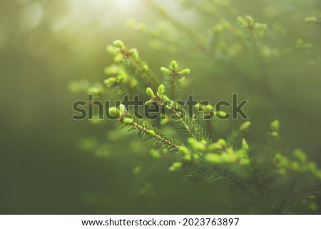 Similar – Image, Stock Photo Fir needles with morning dew