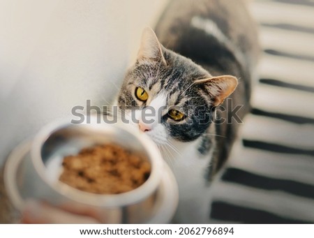 Similar – Image, Stock Photo Owner giving food to dog