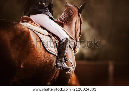 Rear view of a bay horse with a rider in a leather saddle. Equestrian sports. Horse riding. Equestrian competitions. Imagine de stoc © 