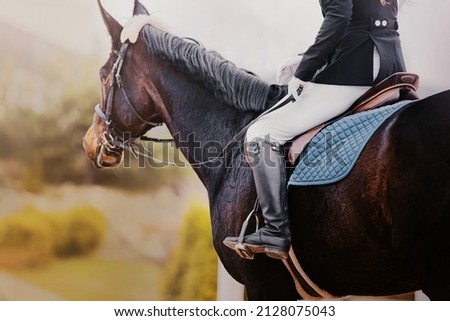  A dark horse with a rider in the saddle walks around the farm on a sunny summer day. Horse riding. Equestrian sports. Photo stock © 
