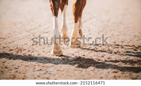 The legs of a sorrel horse, which steps with its hooves on the sand in the arena, illuminated by the bright sunlight of the day. Photo stock © 