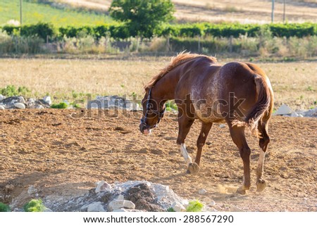 Brown Stallion in Sicily with vineyard on the background. Warm natural light.