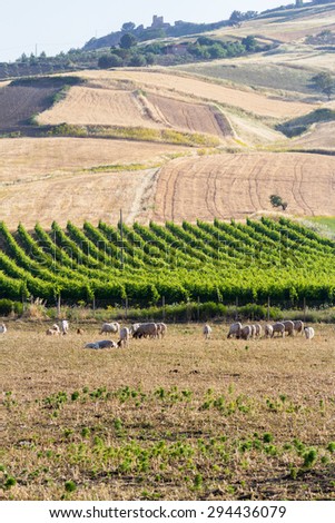 Flock of sheep with vineyards in the background in Sicily