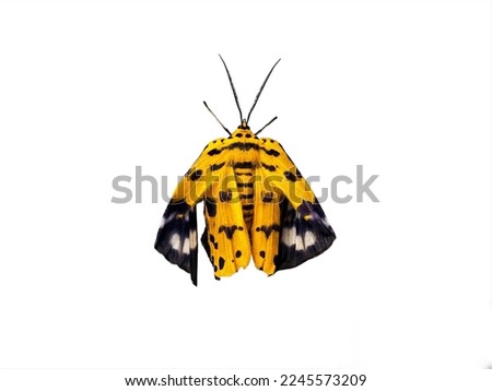 butterfly , isolated on the white background