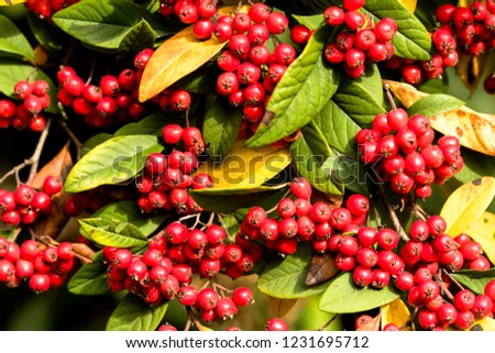red berries with yellow and green leaves Foto d'archivio © 