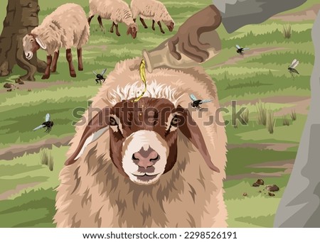 Shepherd pouring oil over sheep's head to stop annoying flies.  Biblical image depicting Psalm 23:5.