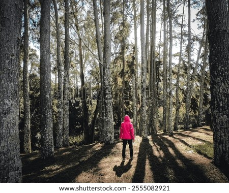 Similar – Image, Stock Photo Walking between tree + bark