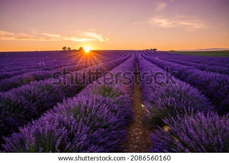 Ray of light during a beautiful sunset on the lavender fields in bloom in Valensole in Provence, France Stok fotoğraf © 