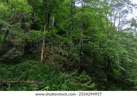 Similar – Image, Stock Photo Verdant trees growing under cloudless sky