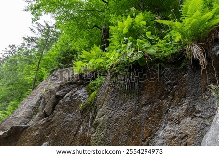 Similar – Foto Bild Tropfen Umwelt Natur