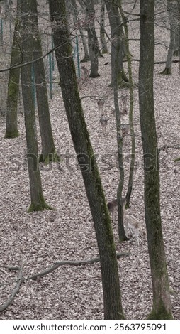 Similar – Image, Stock Photo Wild deer grazing in forest