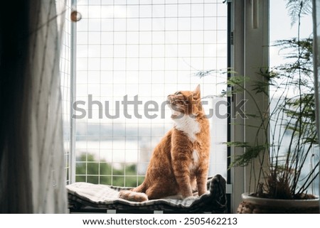 Similar – Foto Bild eleganter hoher Zaun vor Fenster mit geschlossenen Fensterläden