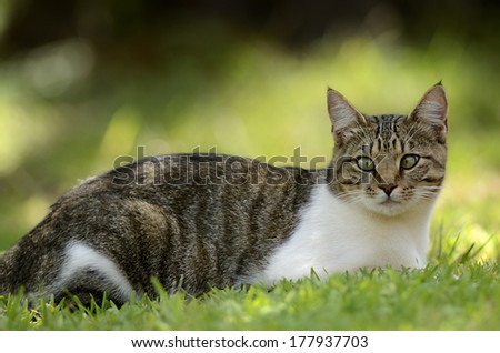 Stray Cat with a squint eye
