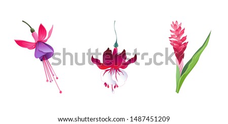 Pink and Purple Fuchsia Bella. Red Fuchsia. Red and Pink Ginger. Vector illustration. Isolated illustration element. Floral botanical flower. Wild leaf wildflower isolated. Exotic tropical hawaiian.