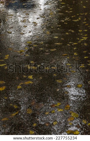 Wet leaves on a wet asphalt road - vertical composition