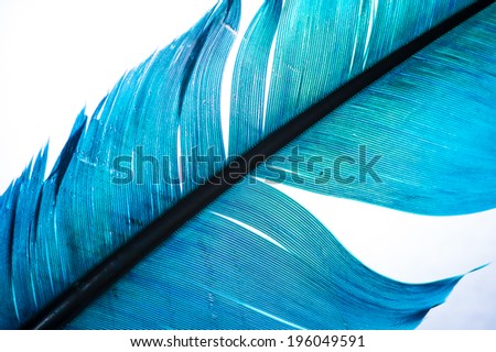 blue feather macro isolated