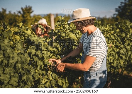 Similar – Image, Stock Photo Vineyard.  One vine stick after the other . With a wide walkway . Right and left are the green vines.