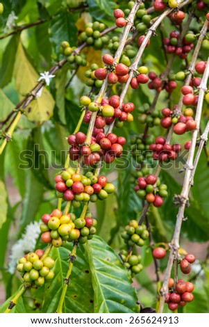 Raw coffee beans on the trees