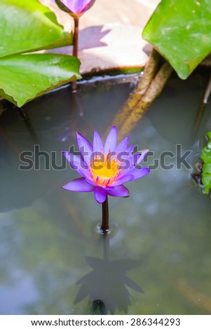 violet lotus blossom top view