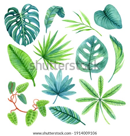 Watercolor leaves of lush nature of rainforests. Hand-painted tropical set, isolated on white background. Exotic illustrations perfect for for posters, cards, invitation and other summer designs.