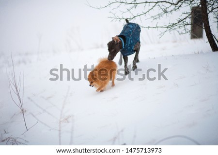 Shutterstock Puzzlepix