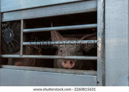 Similar – Foto Bild Käfigwagen für den Viehtransport mit einem Schweineschwanz, der aus dem Belüftungsfenster ragt.