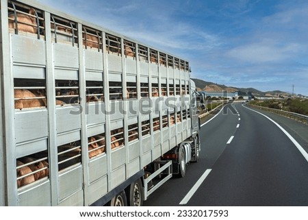 Similar – Foto Bild Käfigwagen für den Viehtransport mit einem Schweineschwanz, der aus dem Belüftungsfenster ragt.