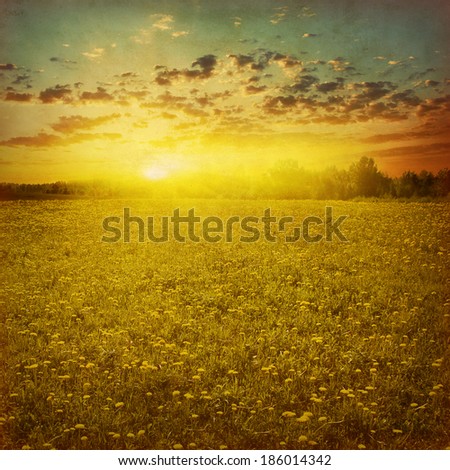 Dandelion field at sunset in grunge and retro style.