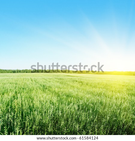 Blue sky with sun and field of green wheat.
