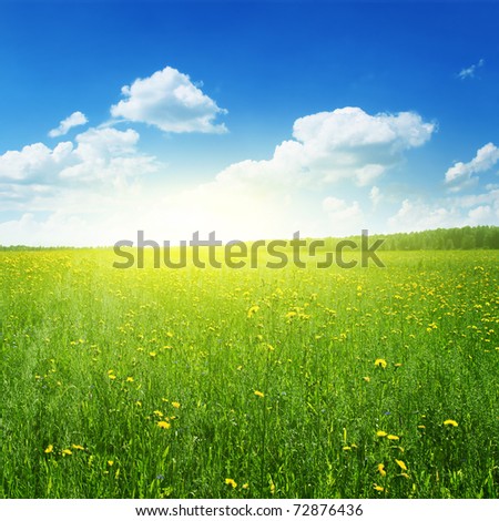Field of yellow wildflowers at sunset time.