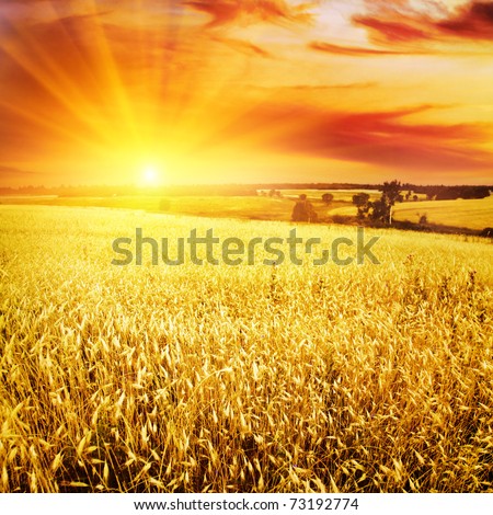 Wheat field at sunset.