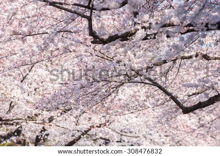 Pink color of sakura or cherry blossom