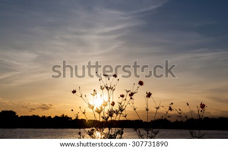 Flowers silhouette sunset soft focus for background