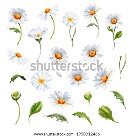 Similar – Image, Stock Photo romantic white daisy flower in the garden in springtime