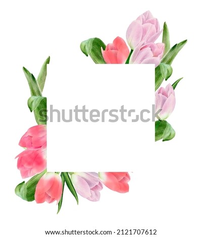 Similar – Image, Stock Photo Tulips frame with purple petals at white background. Seasonal springtime flowers